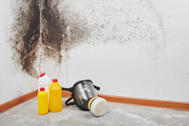 Best Crawl Space Mold Removal  in Vcennes, IN