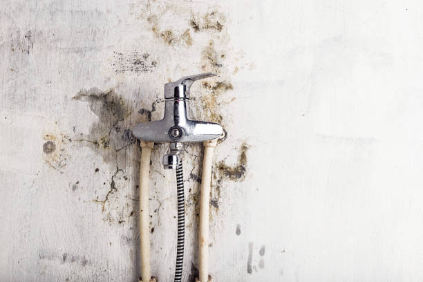 Home Mold Removal in Vincennes, IN