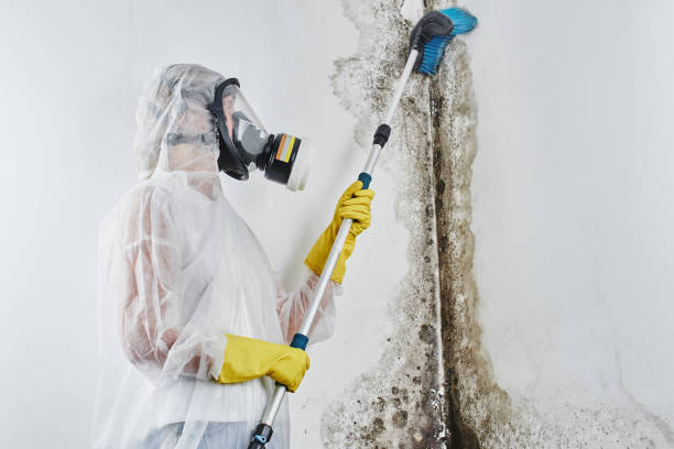 Mold Removal and Inspection in Vincennes, IN
