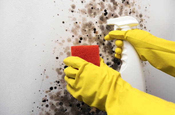 Best Black Mold Removal  in Vcennes, IN